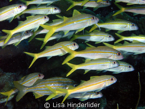 Schools of Goat fish always make me smile, they're consta... by Lisa Hinderlider 